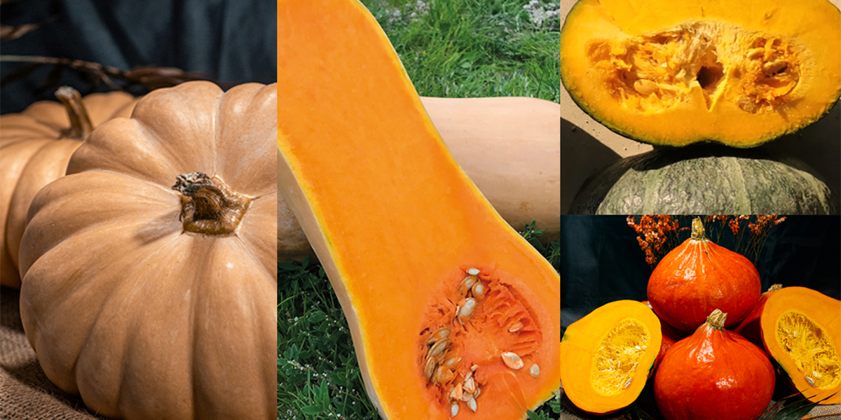 Enza Zaden: tutte le novità del catalogo zucca 2025